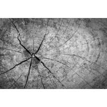 Fotóháttér - szürke fatörzs metszet - 40cm x 60cm