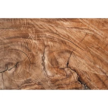 Fotóháttér - barna fatörzs metszet - 40cm x 60cm