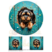 Mintás barkácsfilc - hímzőkeretes kukucskáló yorki